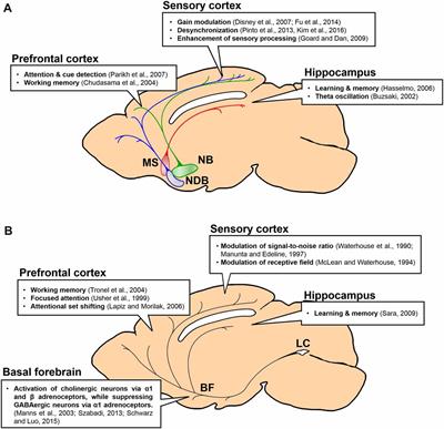 Function of Selective Neuromodulatory Projections in the Mammalian Cerebral Cortex: Comparison Between Cholinergic and Noradrenergic Systems